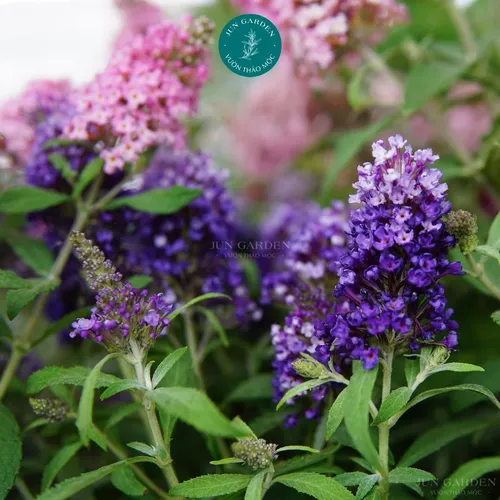 🌸Cây Trầm Hương Tím: Chậu Hoa Cây Cảnh Ban Công THƠM NỨC MŨI Khiến Hàng Xóm Phải Ghen Tị!