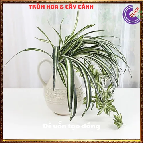 🌸Chậu Hoa Cây Cảnh Phong Thủy Ngải Nàng Gù: Bí Quyết KÉO KHÁCH, Cầu Tài Lộc Vượng Gia!