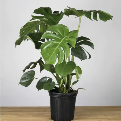 🌱Chậu Hoa Cây Cảnh Trầu Bà Nam Mỹ: BÍ MẬT Kích Hoạt Tài Lộc, May Mắn Cho Gia Chủ!