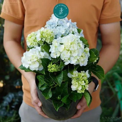 🌸Chậu Hoa Cẩm Tú Cầu Đang Hoa Hoặc Xoáy Nụ - Đẹp Mê Mẩn Cho Mọi Không Gian!