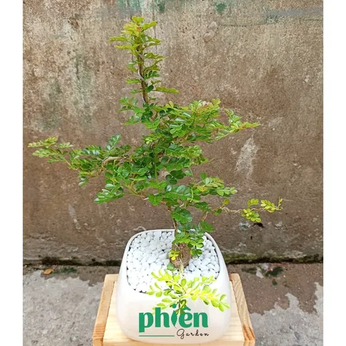 🌼Cây Cần Thăng Bonsai - Chậu hoa cây cảnh độc đáo GỌI TÀI LỘC vào nhà.