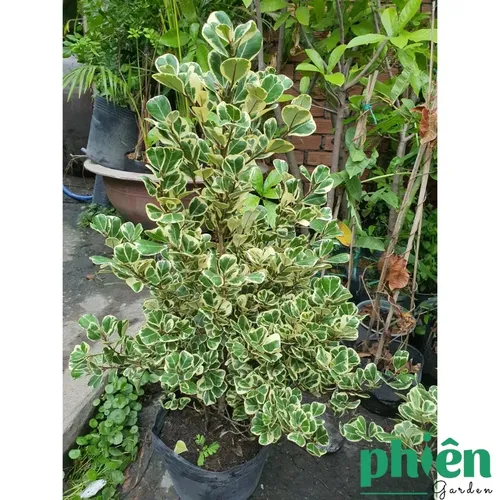 🌿Chậu Hoa Cây Cảnh Đẹp: Cây Đa Tâm Phúc - Món Quà Tân Gia Ý Nghĩa BẬC NHẤT.