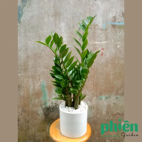 🧑‍🌾Cây Kim Tiền: Chậu Hoa Cây Cảnh Sang Trọng Mà Người Giàu Không Muốn Bạn Biết!