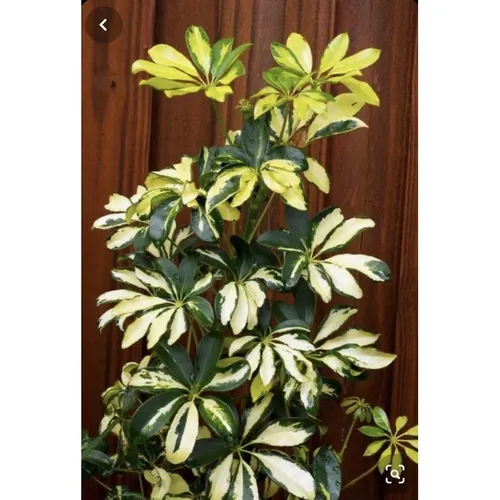 🍃Cây Ngũ Gia Bì Cẩm Thạch: LOẠI BỎ Muỗi Khỏi Nhà Bằng Chậu Hoa Cây Cảnh Đẹp Này, Bạn Tin Không?