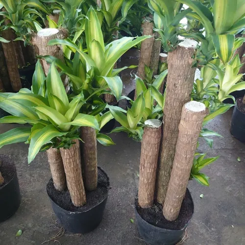 🌼Cây Phát Tài Khúc: Chậu Hoa Cây Cảnh Phong Thủy Chiêu Tài Lộc Số 1 Cho Mọi Nhà