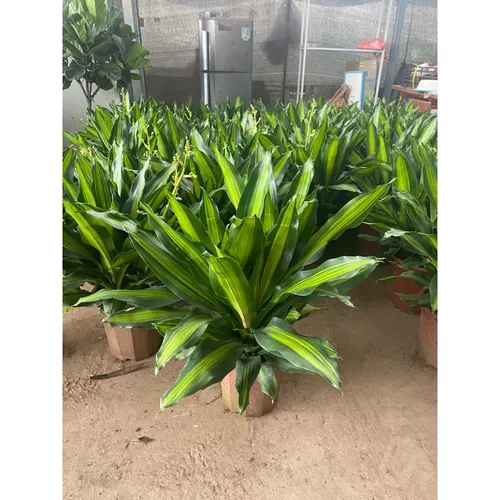 ☀️Chậu Hoa Cây Cảnh Thiết Mộc Lan: Có Thật Sự ĐÁNG TIỀN và Dễ Chăm Sóc?