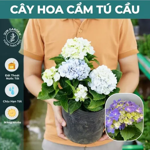 🌸Chậu Hoa Cẩm Tú Cầu Đang Hoa Hoặc Xoáy Nụ - Đẹp Mê Mẩn Cho Mọi Không Gian!