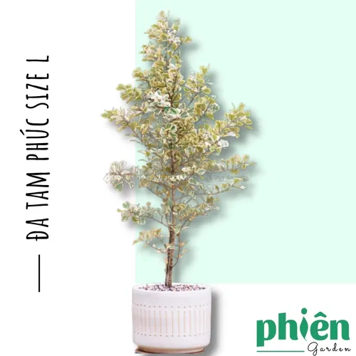 🌿Chậu Hoa Cây Cảnh Đẹp: Cây Đa Tâm Phúc - Món Quà Tân Gia Ý Nghĩa BẬC NHẤT.