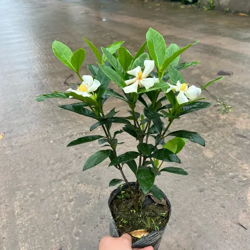 🧑‍🌾Chậu Hoa Cây Cảnh Đẹp Vừa Thơm Ngát Vừa Là Thần Dược Cho Ngôi Nhà Bạn!