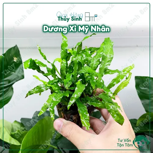 🌿Dương Xỉ Mỹ Nhân: Chậu Hoa Cây Cảnh Đẹp Thủy Sinh - Biến Bể Cá Thành Rừng Rậm!