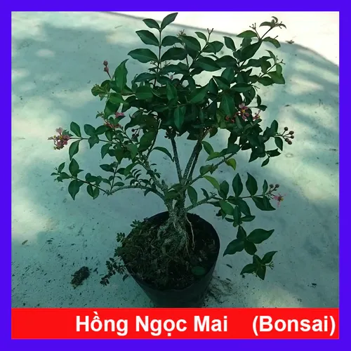 🌿Chậu Hoa Cây Cảnh Phong Thủy- Cây Hồng Ngọc Mai Giúp Gia Chủ HÚT TÀI LỘC Không Ngừng