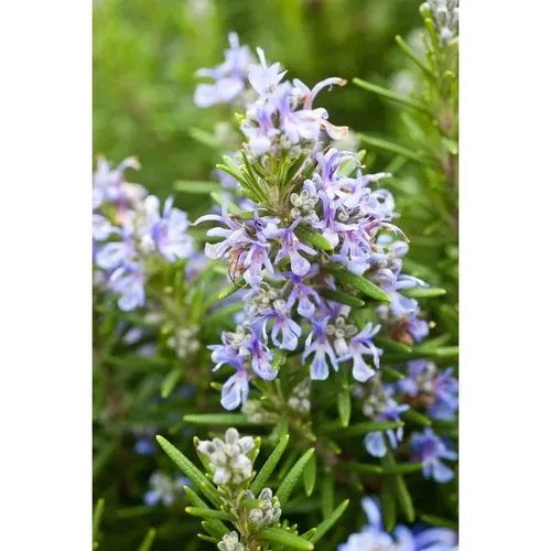 🌼CHẬU HOA ĐẸP Hương Thảo - Giống Mới Thơm GẤP ĐÔI, Dễ Trồng!