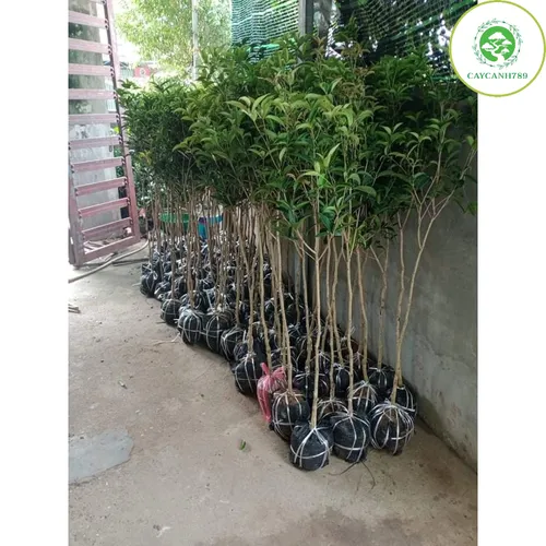 🧑‍🌾Cây Mộc Hương Ta: Chậu Hoa Cây Cảnh Phong Thủy Thu Hút Tài Lộc, Hương Thơm Say Đắm!
