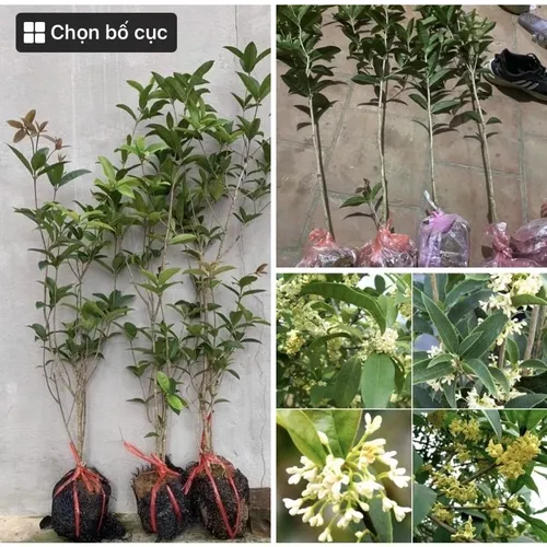 🌱Cây Mộc Hương Ta: Chậu Hoa Cây Cảnh Phong Thủy Giúp Bạn ĐỔI VẬN, Rước Tài Lộc!