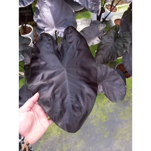 ☀️Chậu Môn Đen ĐỘC LẠ - Nâng Tầm Đẳng Cấp Cho Không Gian Cây Cảnh Ngoài Trời Của Bạn.