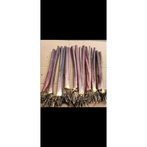 🧑‍🌾Cây Môn Kiểng Phong Thủy Rước Tài Lộc: Chậu Hoa Cây Cảnh Ngoài Trời Sang Trọng & Độc Đáo