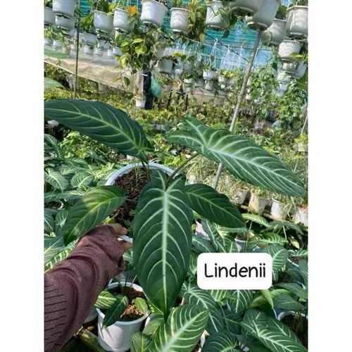 🌱Cây Môn Cánh Thiên Thần – Chậu Hoa Cây Cảnh Ngoài Trời Đẹp Tinh Khôi, Dễ Chăm Sóc!