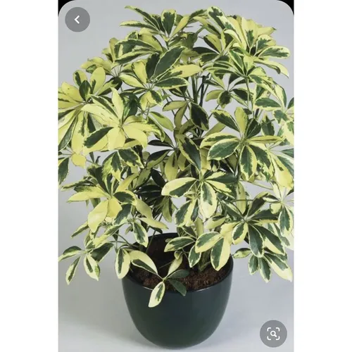 🍃Cây Ngũ Gia Bì Cẩm Thạch: LOẠI BỎ Muỗi Khỏi Nhà Bằng Chậu Hoa Cây Cảnh Đẹp Này, Bạn Tin Không?