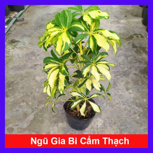 🍃Cây Ngũ Gia Bì Cẩm Thạch: LOẠI BỎ Muỗi Khỏi Nhà Bằng Chậu Hoa Cây Cảnh Đẹp Này, Bạn Tin Không?