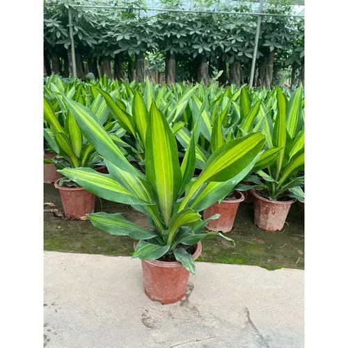 ☀️Chậu Hoa Cây Cảnh Thiết Mộc Lan: Có Thật Sự ĐÁNG TIỀN và Dễ Chăm Sóc?