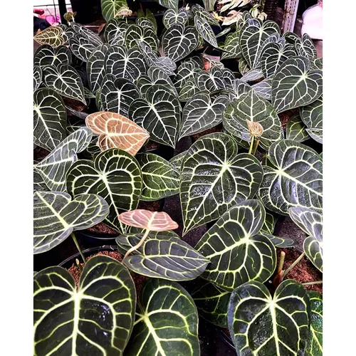 🌿Cây Trái Tim Anthurium: Chậu Hoa Cây Cảnh Nghệ Thuật Độc Đáo Cho Không Gian Sống Của Bạn!