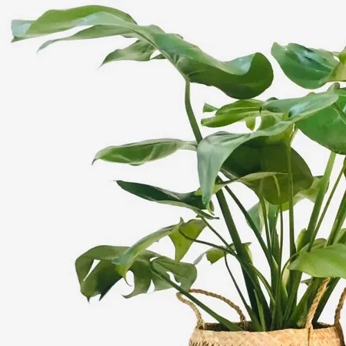 🌱Cây Trầu Bà Lá Xẻ: Chậu Hoa Cây Cảnh Để Phòng Khách Mang Tài Lộc Vào Nhà!