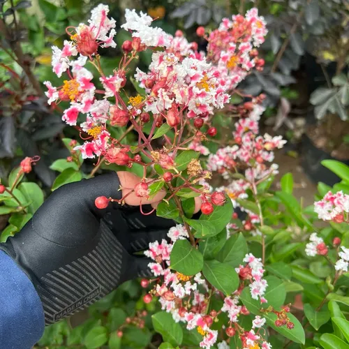 🌳Cây Tường Vi Song Hỉ: Chậu Hoa Cây Cảnh Đẹp Khiến Hàng Xóm PHÁT MÊ!