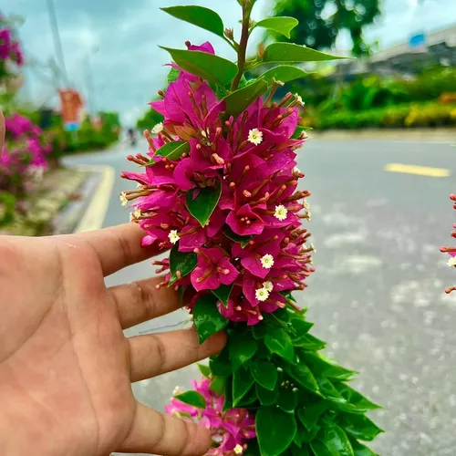 🌱Chậu hoa giấy đẹp này khiến ban công nhà bạn sẽ NỔI BẬT nhất khu phố!