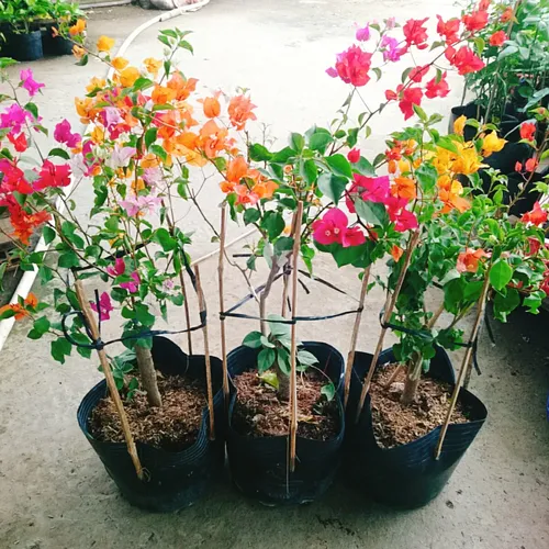 🌼Chỉ 1 Chậu Hoa Giấy Đẹp Ngũ Sắc: Ban công nhà bạn sẽ rực rỡ hơn bất kỳ khu vườn nào!