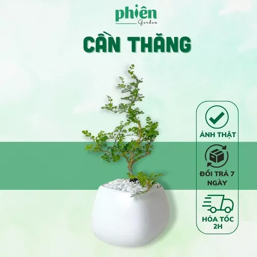 🌼Cây Cần Thăng Bonsai - Chậu hoa cây cảnh độc đáo GỌI TÀI LỘC vào nhà.