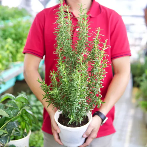 🌼CHẬU HOA ĐẸP Hương Thảo - Giống Mới Thơm GẤP ĐÔI, Dễ Trồng!