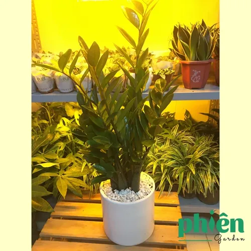 🧑‍🌾Cây Kim Tiền: Chậu Hoa Cây Cảnh Sang Trọng Mà Người Giàu Không Muốn Bạn Biết!