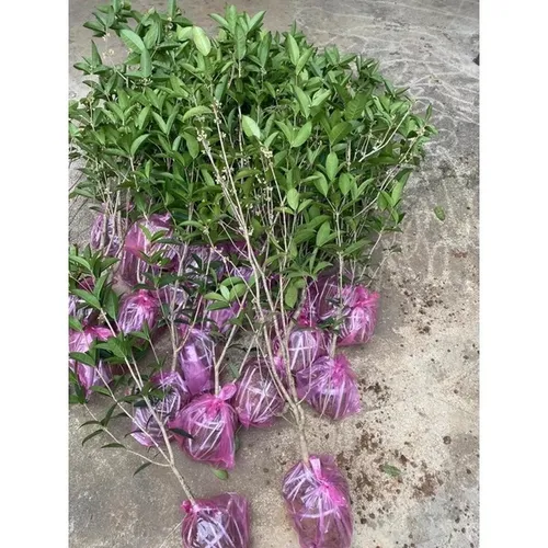 🌱Cây Mộc Hương Ta: Chậu Hoa Cây Cảnh Phong Thủy Giúp Bạn ĐỔI VẬN, Rước Tài Lộc!