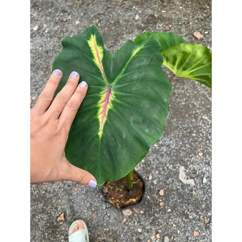 🌸Cây Môn Nhiều Màu: Khám Phá Vẻ Đẹp Rực Rỡ Của Chậu Hoa Cây Cảnh Ngoài Trời!