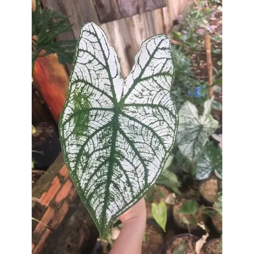 🧑‍🌾Cây Môn Trăng: Khám phá vẻ đẹp kiêu sa của Chậu hoa cây cảnh ngoài trời!