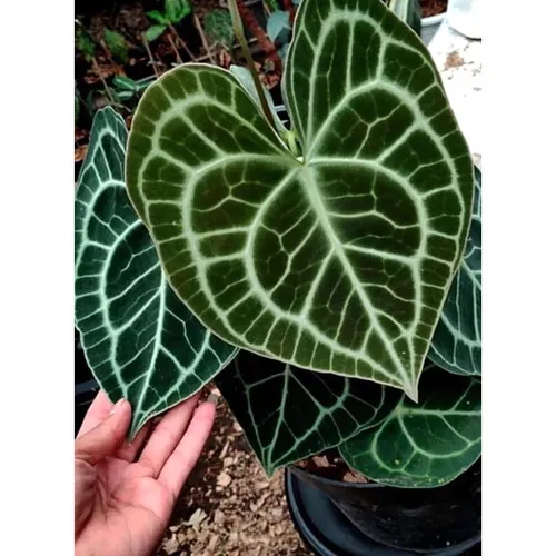 🌿Cây Trái Tim Anthurium: Chậu Hoa Cây Cảnh Nghệ Thuật Độc Đáo Cho Không Gian Sống Của Bạn!