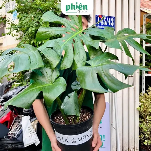 🌱Cây Trầu Bà Lá Xẻ: Chậu Hoa Cây Cảnh Để Phòng Khách Mang Tài Lộc Vào Nhà!