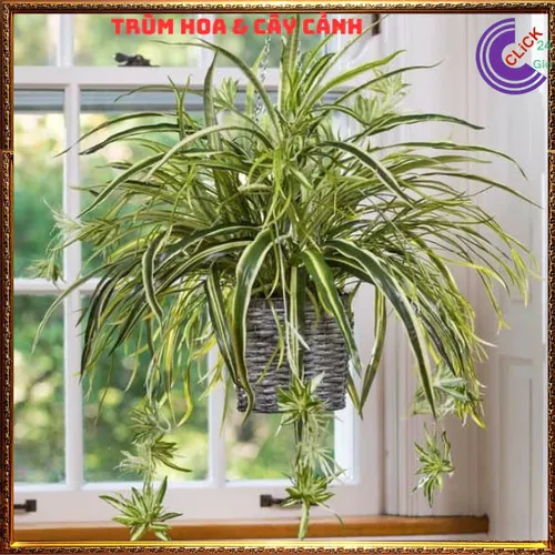 🌸Chậu Hoa Cây Cảnh Phong Thủy Ngải Nàng Gù: Bí Quyết KÉO KHÁCH, Cầu Tài Lộc Vượng Gia!