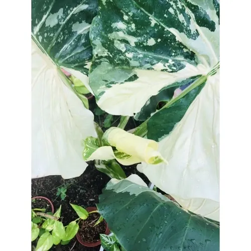 🌳Củ Ráy Đột Biến: CHẬU HOA CÂY CẢNH NGOÀI TRỜI Khiến Hàng Xóm PHÁT THÈM!