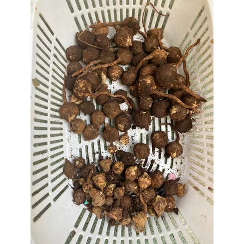 🌳Cây Ráy Var: Chậu Hoa Cây Cảnh Ngoài Trời - Vẻ Đẹp Độc Đáo Khiến Ai Cũng Phải Ngước Nhìn!