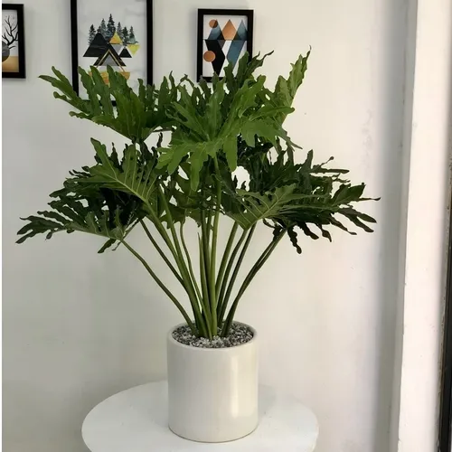 🌳Trầu Bà Thanh Xuân: Chậu Hoa Cây Cảnh Để Phòng Khách Giúp Gia Chủ PHẤT Lên.