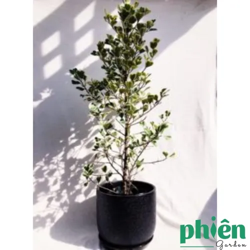 🌿Chậu Hoa Cây Cảnh Đẹp: Cây Đa Tâm Phúc - Món Quà Tân Gia Ý Nghĩa BẬC NHẤT.