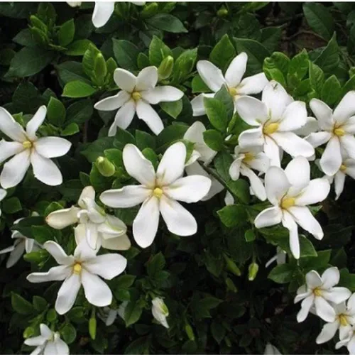 🧑‍🌾Chậu Hoa Cây Cảnh Đẹp Vừa Thơm Ngát Vừa Là Thần Dược Cho Ngôi Nhà Bạn!