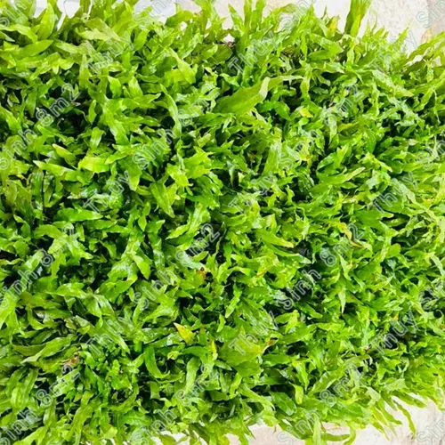 🌿Dương Xỉ Mỹ Nhân: Chậu Hoa Cây Cảnh Đẹp Thủy Sinh - Biến Bể Cá Thành Rừng Rậm!