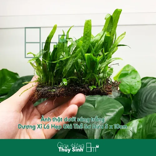 🌿Dương Xỉ Mỹ Nhân: Chậu Hoa Cây Cảnh Đẹp Thủy Sinh - Biến Bể Cá Thành Rừng Rậm!