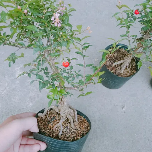 🌿Chậu Hoa Cây Cảnh Phong Thủy- Cây Hồng Ngọc Mai Giúp Gia Chủ HÚT TÀI LỘC Không Ngừng