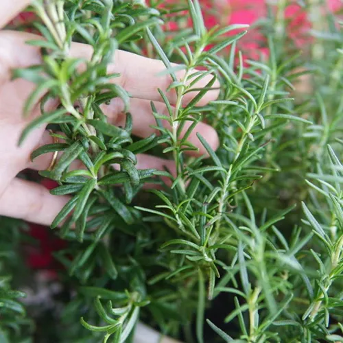 🌼CHẬU HOA ĐẸP Hương Thảo - Giống Mới Thơm GẤP ĐÔI, Dễ Trồng!