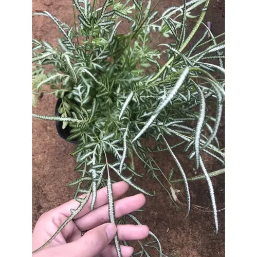 🌿Cây Lữ Phụng Tiên - Chậu Hoa Cây Cảnh Độc Đáo Thu Hút Tài Lộc!