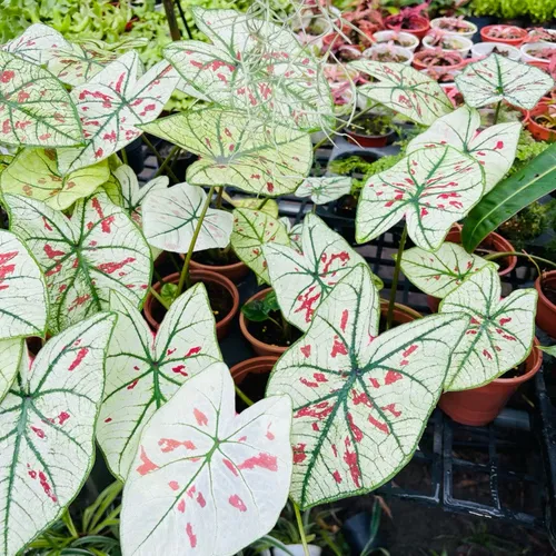 🌿Môn Dâu Tây 10cm- Chậu hoa cây cảnh nghệ thuật siêu xinh!