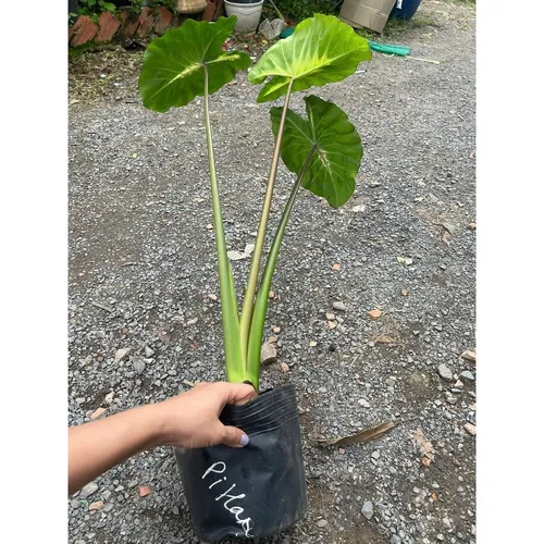 🌸Cây Môn Nhiều Màu: Khám Phá Vẻ Đẹp Rực Rỡ Của Chậu Hoa Cây Cảnh Ngoài Trời!